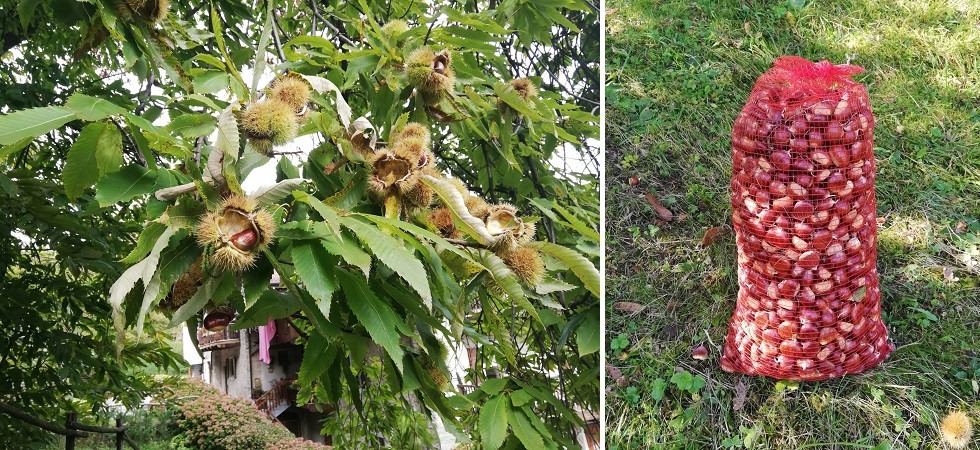 È iniziata la raccolta dei marroni di Campi, sul mercato valgono fino a 8 euro al chilo